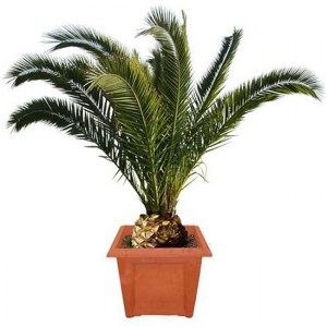 PHOENIX CANARIENSIS